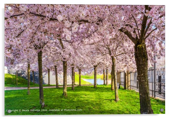 Cherry Blossom Trees, Langelinie Park Acrylic by Beata Aldridge