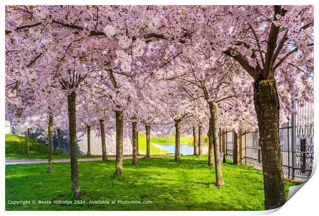 Cherry Blossom Trees, Langelinie Park Print by Beata Aldridge