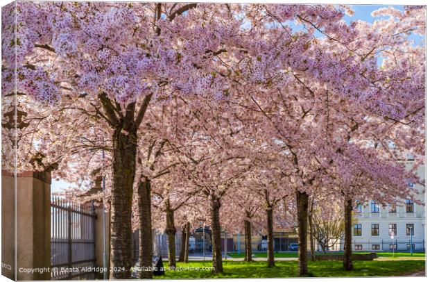 Cherry Blossom Trees Langelinie Park Canvas Print by Beata Aldridge