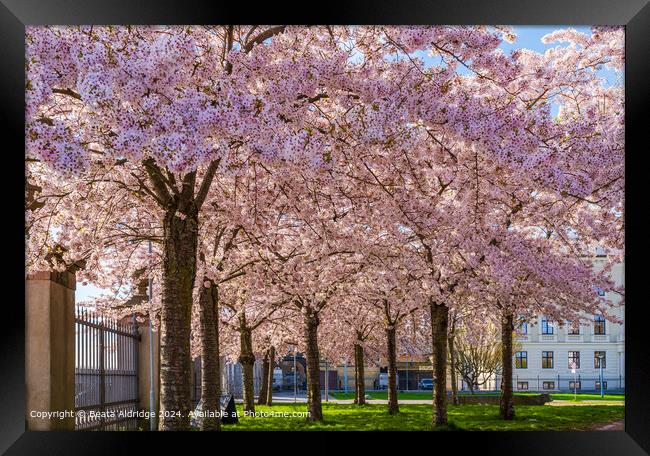 Cherry Blossom Trees Langelinie Park Framed Print by Beata Aldridge