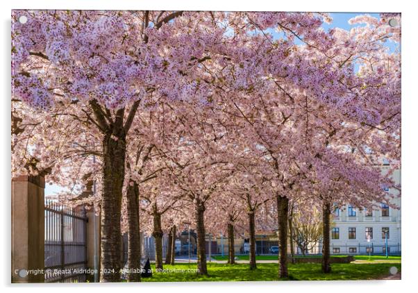 Cherry Blossom Trees Langelinie Park Acrylic by Beata Aldridge