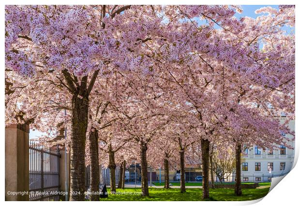 Cherry Blossom Trees Langelinie Park Print by Beata Aldridge