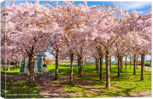 Langelinie Park Cherry Blossom Landscape Canvas Print by Beata Aldridge