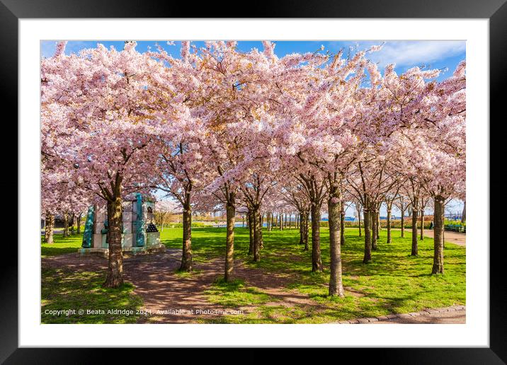 Langelinie Park Cherry Blossom Landscape Framed Mounted Print by Beata Aldridge