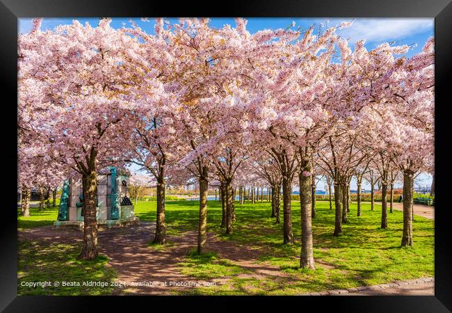 Langelinie Park Cherry Blossom Landscape Framed Print by Beata Aldridge
