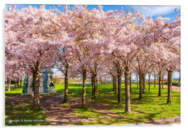 Langelinie Park Cherry Blossom Landscape Acrylic by Beata Aldridge