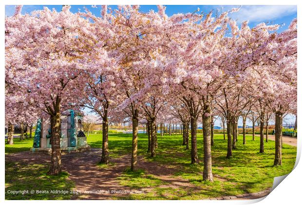 Langelinie Park Cherry Blossom Landscape Print by Beata Aldridge