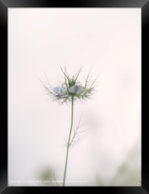 Nigella Love-in-a-Mist Bloom Framed Print by James Peck