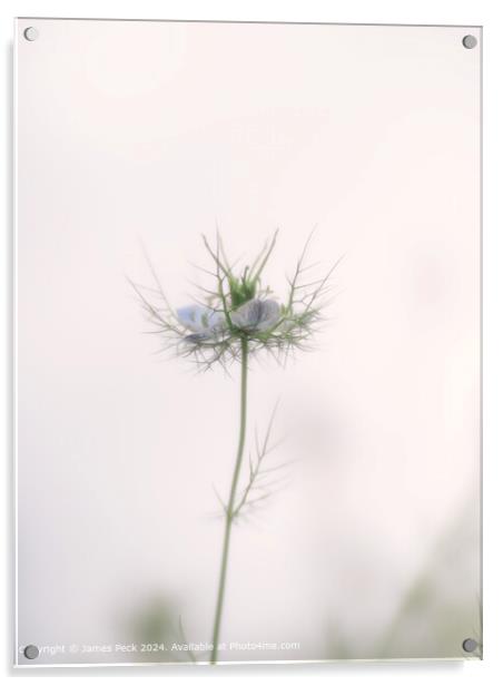 Nigella Love-in-a-Mist Bloom Acrylic by James Peck