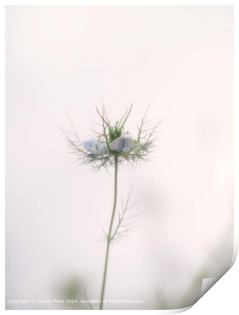 Nigella Love-in-a-Mist Bloom Print by James Peck