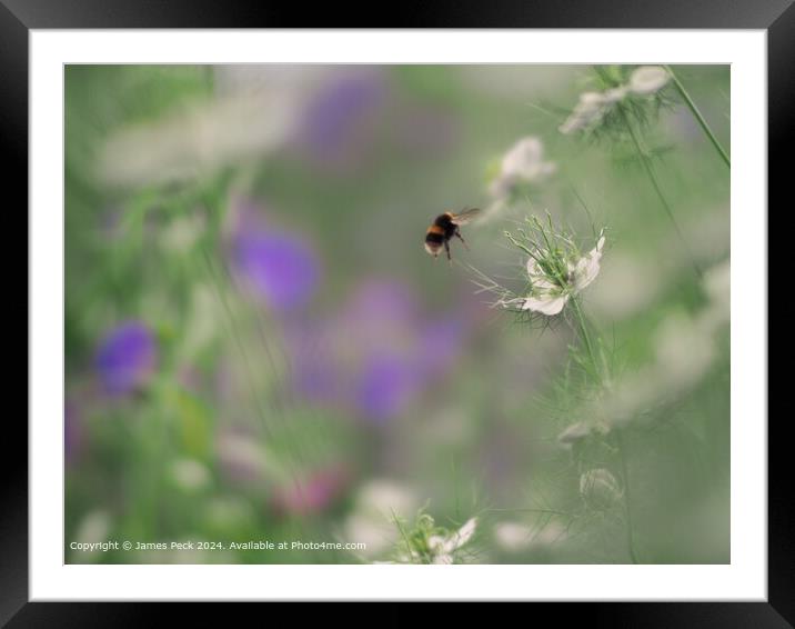 Bumblebee Nigella Soft Focus Framed Mounted Print by James Peck