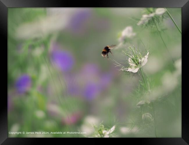 Bumblebee Nigella Soft Focus Framed Print by James Peck