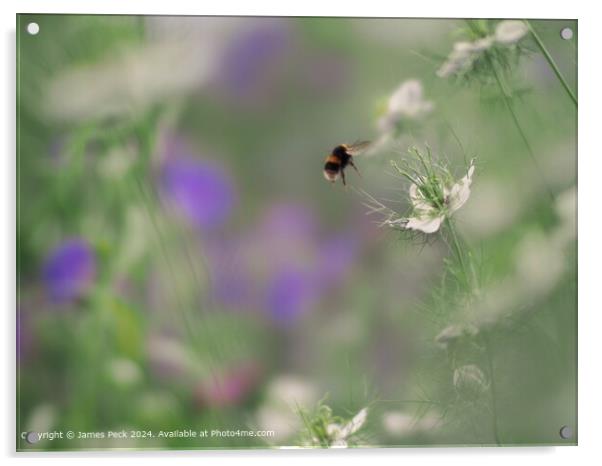Bumblebee Nigella Soft Focus Acrylic by James Peck