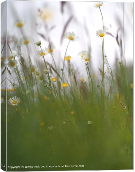 Summer Meadow Daisy Flora Canvas Print by James Peck