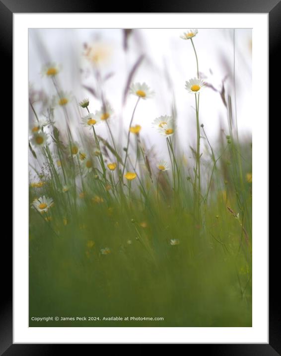 Summer Meadow Daisy Flora Framed Mounted Print by James Peck