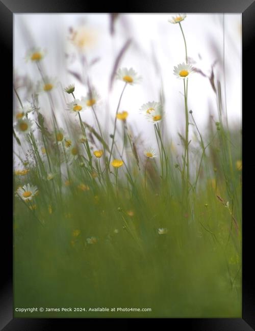 Summer Meadow Daisy Flora Framed Print by James Peck