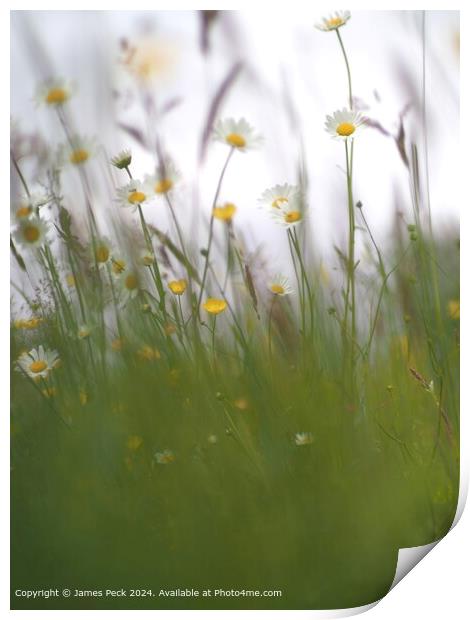 Summer Meadow Daisy Flora Print by James Peck