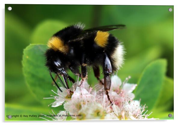 The Sweet Nectar Acrylic by Ray Putley