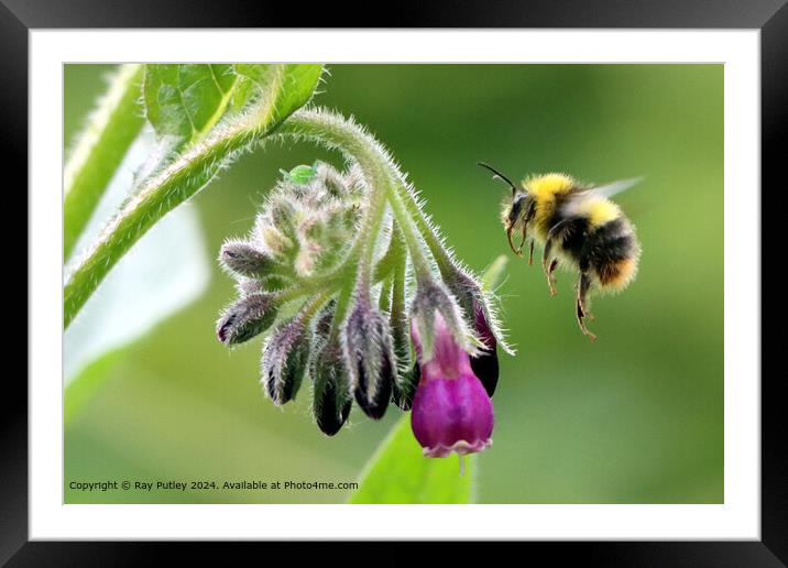 Bee Pollinating Wildflowers Framed Mounted Print by Ray Putley