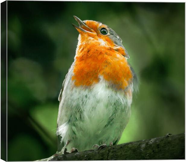 Robin Singing Canvas Print by Philip Hodges aFIAP ,