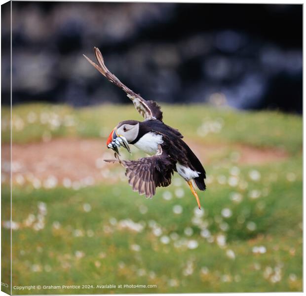 Puffin with Sand Eels Canvas Print by Graham Prentice