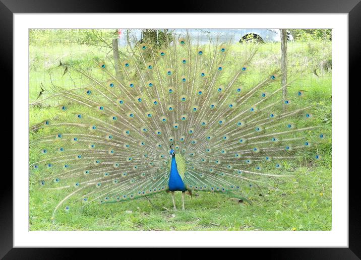 Colourful Peacock in Nature Framed Mounted Print by Yoro Ba
