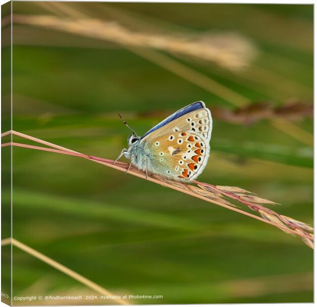 summer butterfly photography Canvas Print by @findhornbeach 