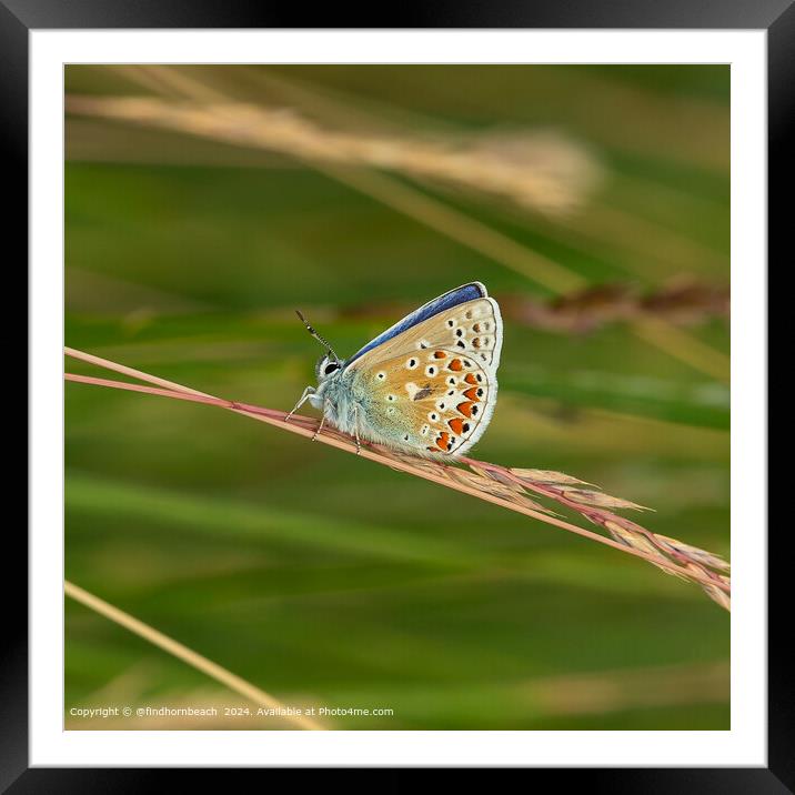 summer butterfly photography Framed Mounted Print by @findhornbeach 