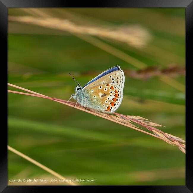 summer butterfly photography Framed Print by @findhornbeach 