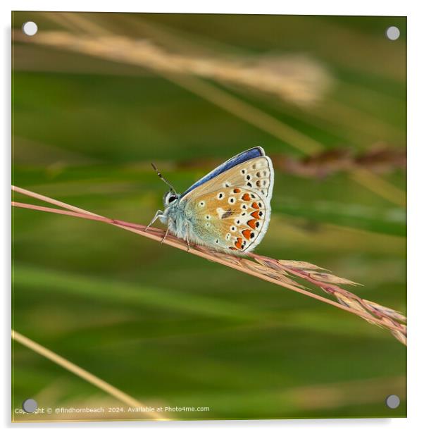 summer butterfly photography Acrylic by @findhornbeach 