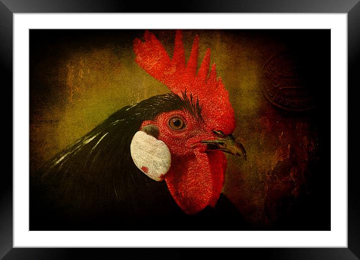Rocky Rooster Framed Mounted Print by Clare Colins