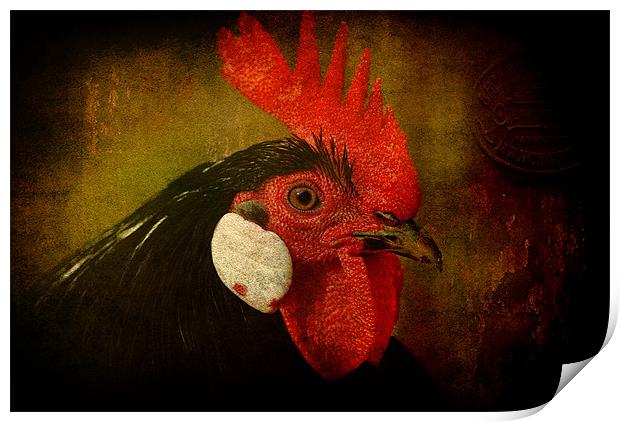 Rocky Rooster Print by Clare Colins