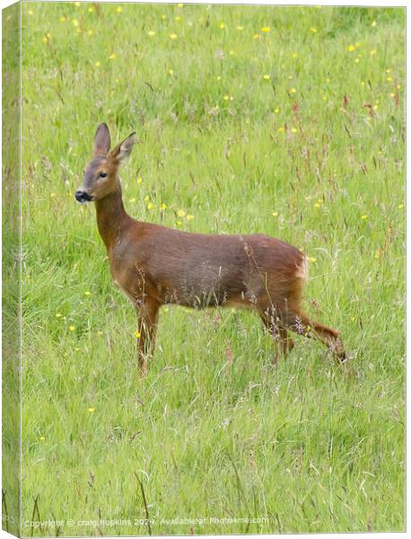 Wild Roe Deer Standing in Green Field Canvas Print by craig hopkins
