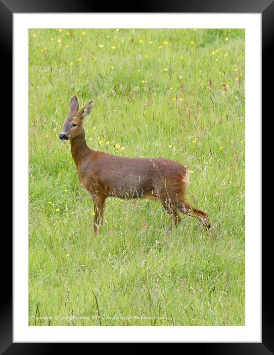 Wild Roe Deer Standing in Green Field Framed Mounted Print by craig hopkins