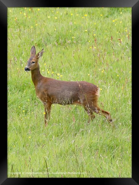 Wild Roe Deer Standing in Green Field Framed Print by craig hopkins