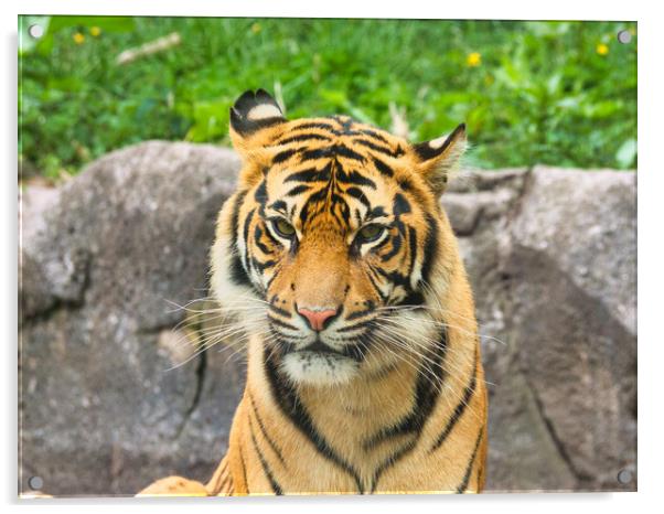 Sumatran Tiger Close-Up: Majestic Wild Beauty Acrylic by chris hyde