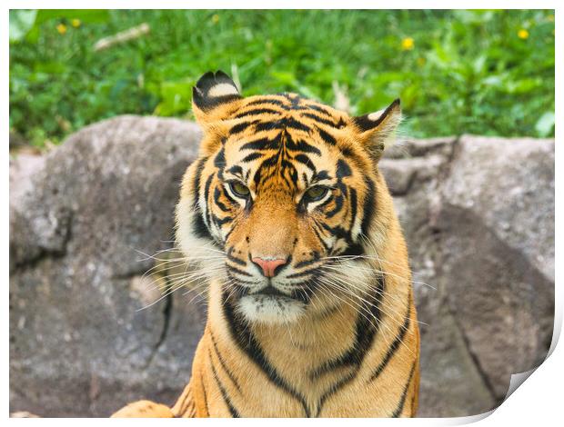 Sumatran Tiger Close-Up: Majestic Wild Beauty Print by chris hyde