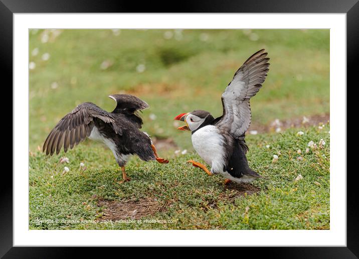 Squabbling Puffins Framed Mounted Print by Graham Prentice