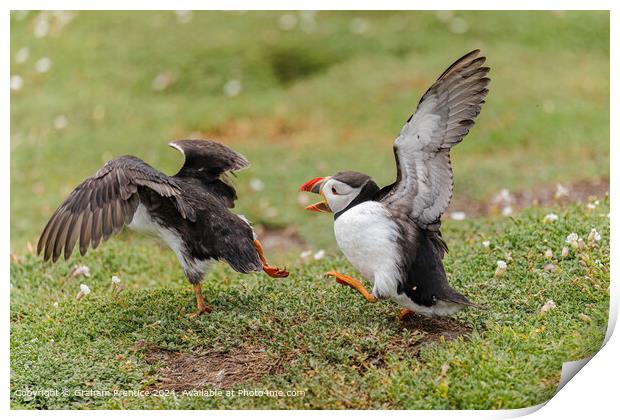 Squabbling Puffins Print by Graham Prentice