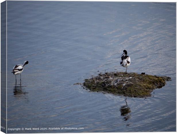 Avocets at Keyhaven wetlands in Hampshire. Canvas Print by Mark Ward