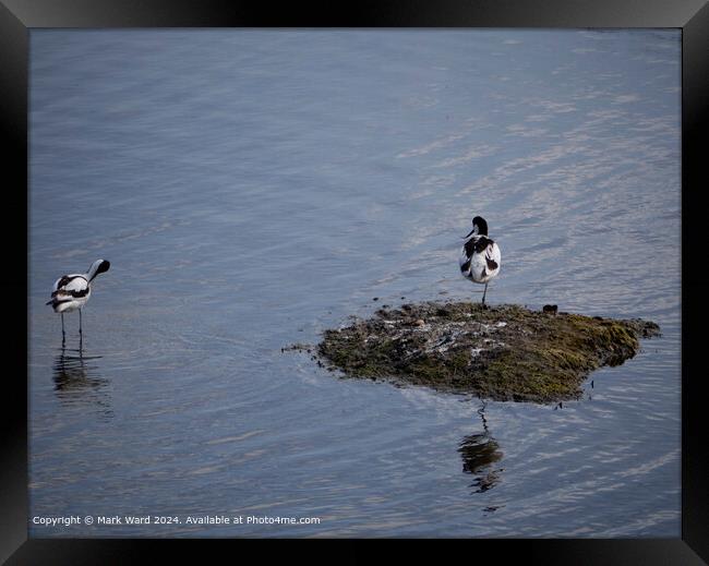 Avocets at Keyhaven wetlands in Hampshire. Framed Print by Mark Ward