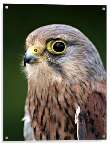 Kestrel Falco tinnunculus Acrylic by Christopher Grant