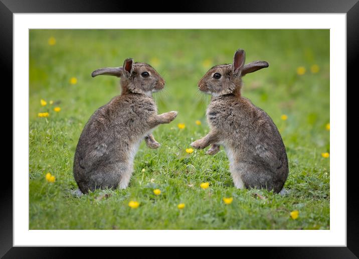 Rabbits facing each other Framed Mounted Print by Alan Tunnicliffe