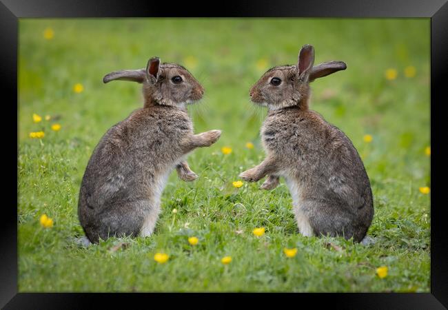 Rabbits facing each other Framed Print by Alan Tunnicliffe