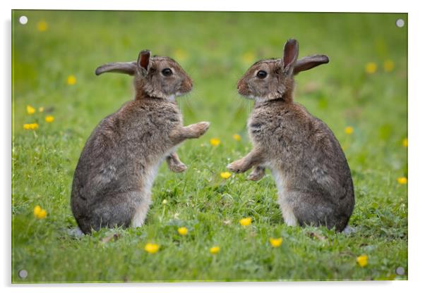 Rabbits facing each other Acrylic by Alan Tunnicliffe