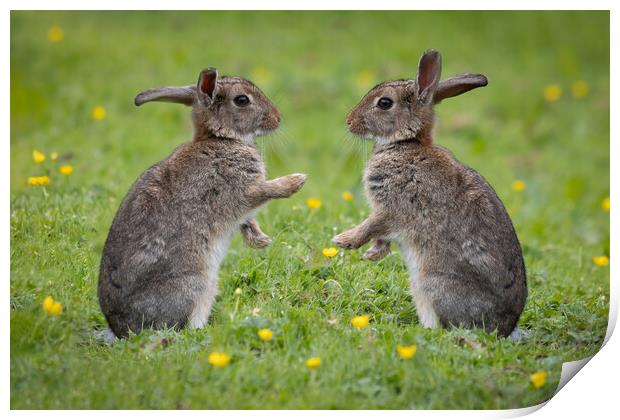 Rabbits facing each other Print by Alan Tunnicliffe