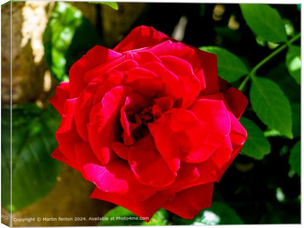 Red Hybrid Tea Rose: Detailed Garden Beauty Canvas Print by Martin fenton