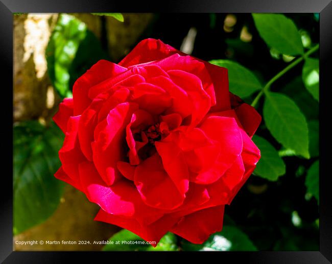 Red Hybrid Tea Rose: Detailed Garden Beauty Framed Print by Martin fenton
