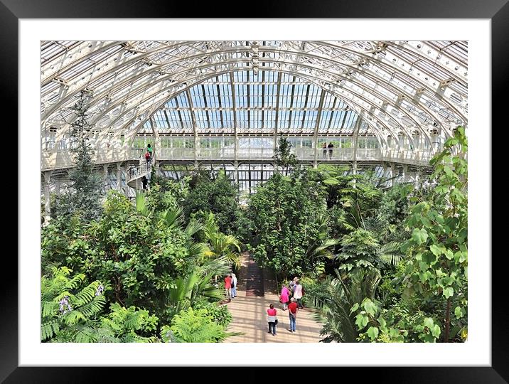 Kew Gardens Glasshouse Nature Framed Mounted Print by Antony Robinson
