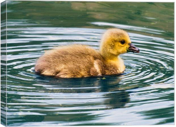 Graceful Baby Canada Goose Swimming Canvas Print by chris hyde